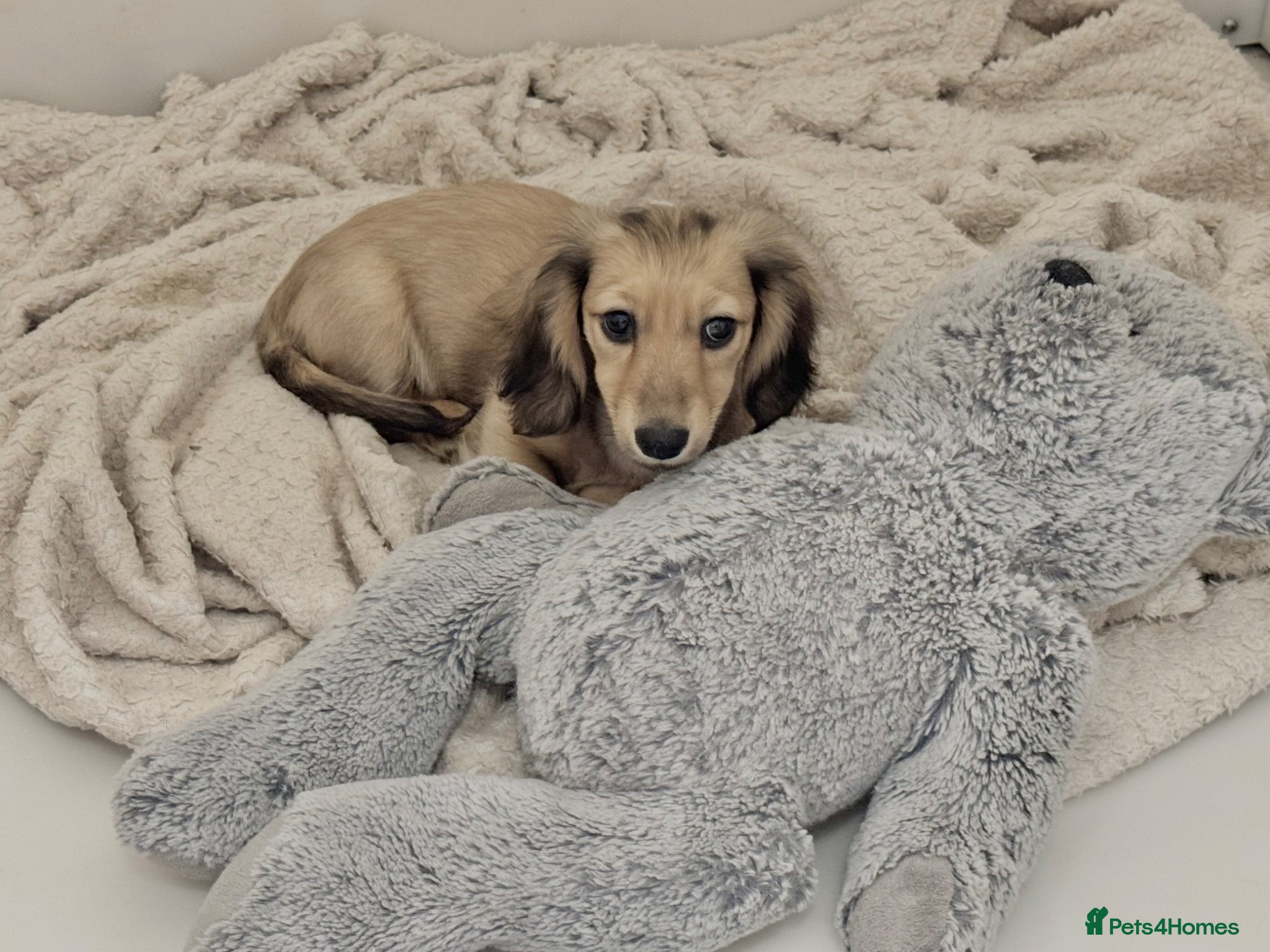 Miniature Dachshund dogs Long Haired Cream/Shaded Cream KC Mini Dachshunds  - Advert 1