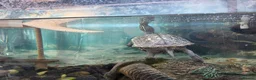 Turtle reptiles for sale: Myrtle the turtle  in Colchester - Advert 4