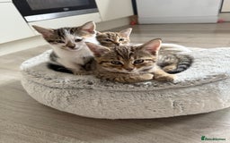 Mixed Breed cats for sale: Gorgeous kittens - Image 1