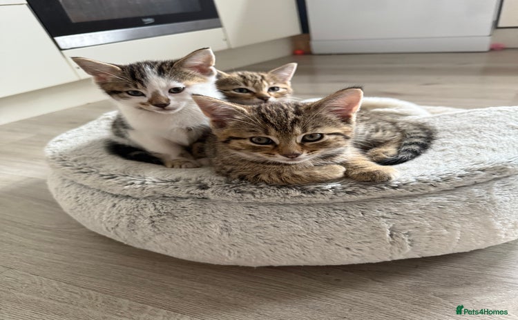 Mixed Breed cats - Advert 16