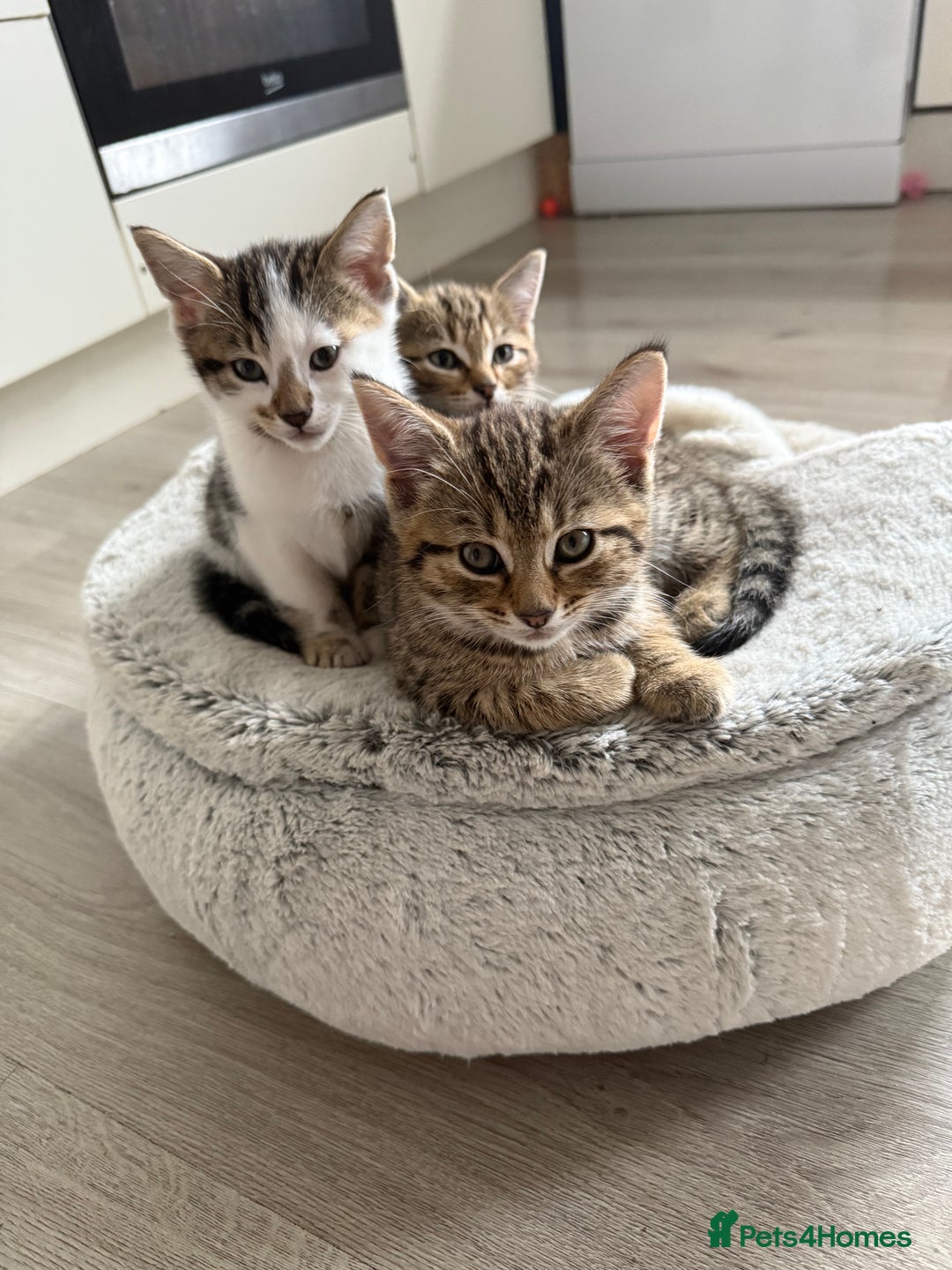 Mixed Breed cats for sale: Gorgeous kittens - Image 1