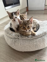 Mixed Breed cats - Advert 5