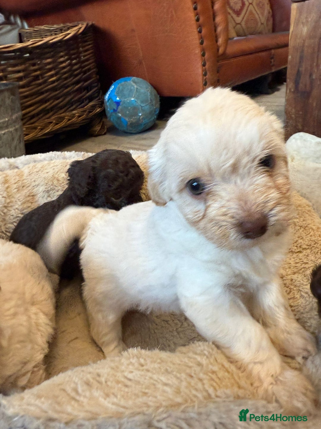 Shihpoo dogs for sale: ✨ Beautiful Shihpoo Puppies ✨  - Advert 39