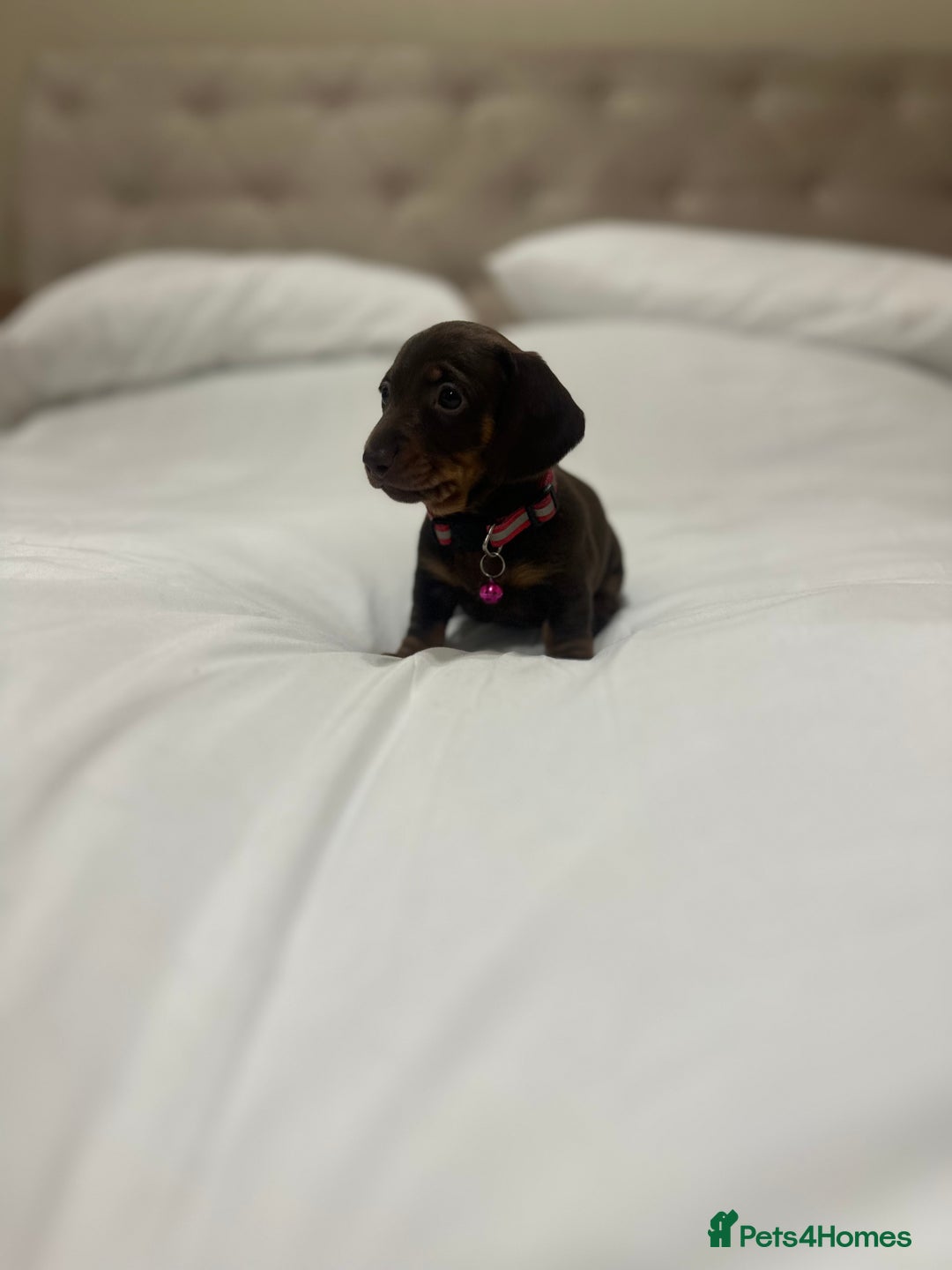 Miniature Dachshund dogs for sale: Miniature dachshund ready to go🫶🏽 - Advert 2
