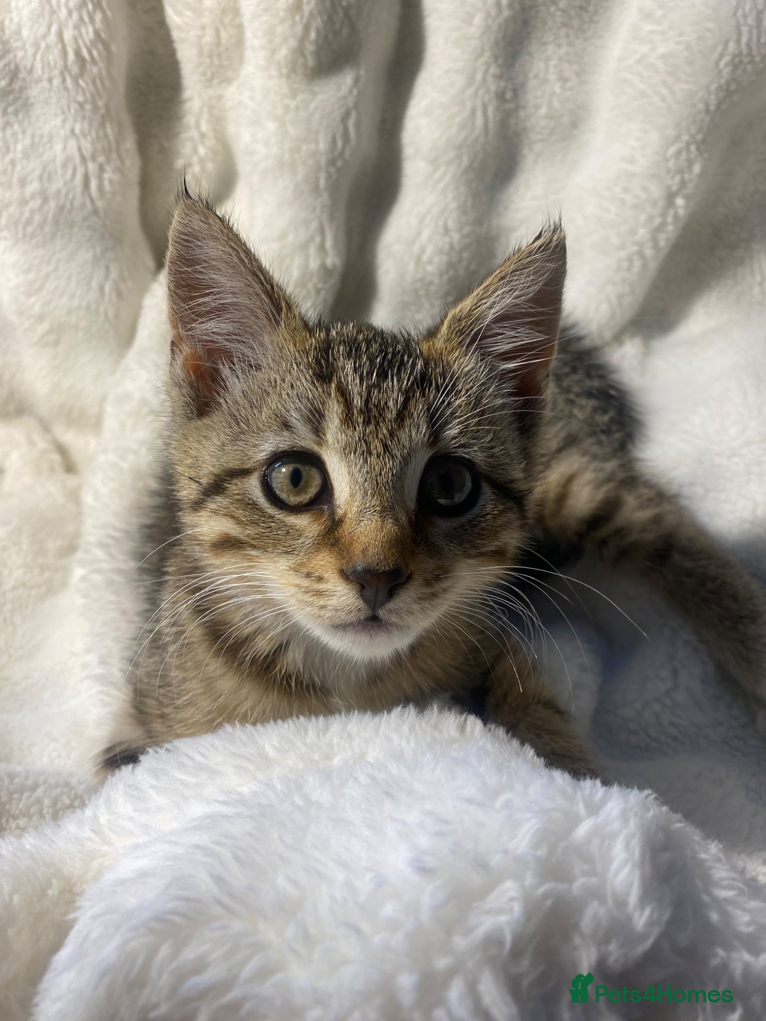 Mixed Breed cats 2 Adorable Kittens Looking For A New Home🏡 - Advert 5