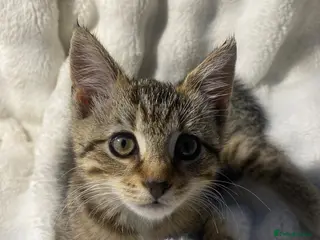 Mixed Breed cats 2 Adorable Kittens Looking For A New Home🏡 - Advert 6