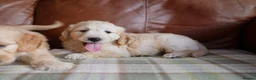 Mini Goldendoodle dogs for sale: Stunning F1 Health Tested Miniature Goldendoodles - Advert 9