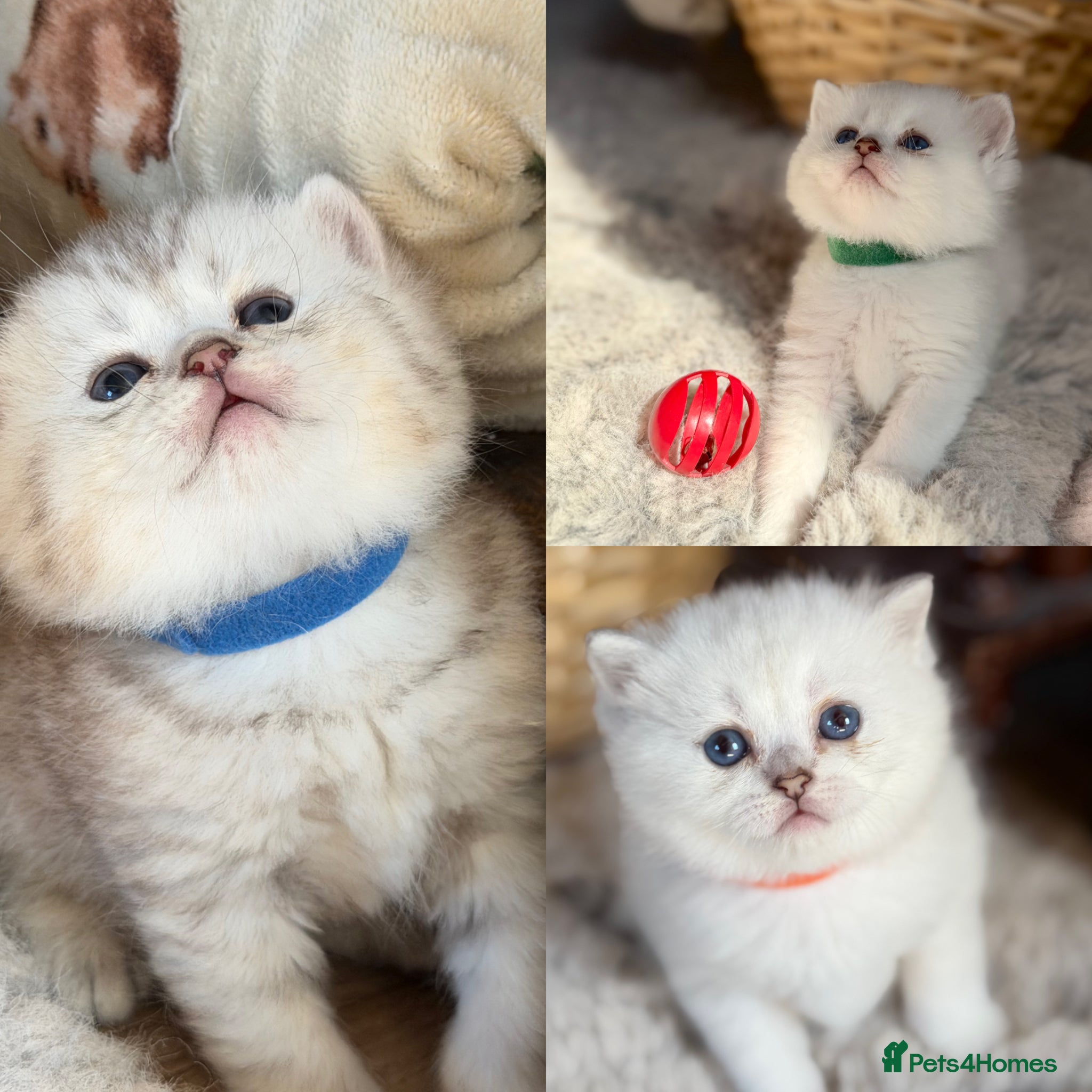 British Longhair cats British LH/ shorthair golden point kittens GCCF  - Advert 10