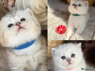 British Longhair cats British LH/ shorthair golden point kittens GCCF - Advert 10