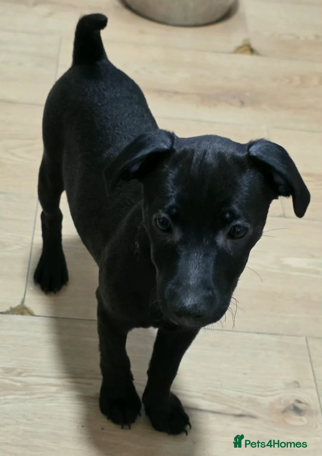 Patterdale Terrier dogs for sale: Patterdale Puppies - Females - Advert 2