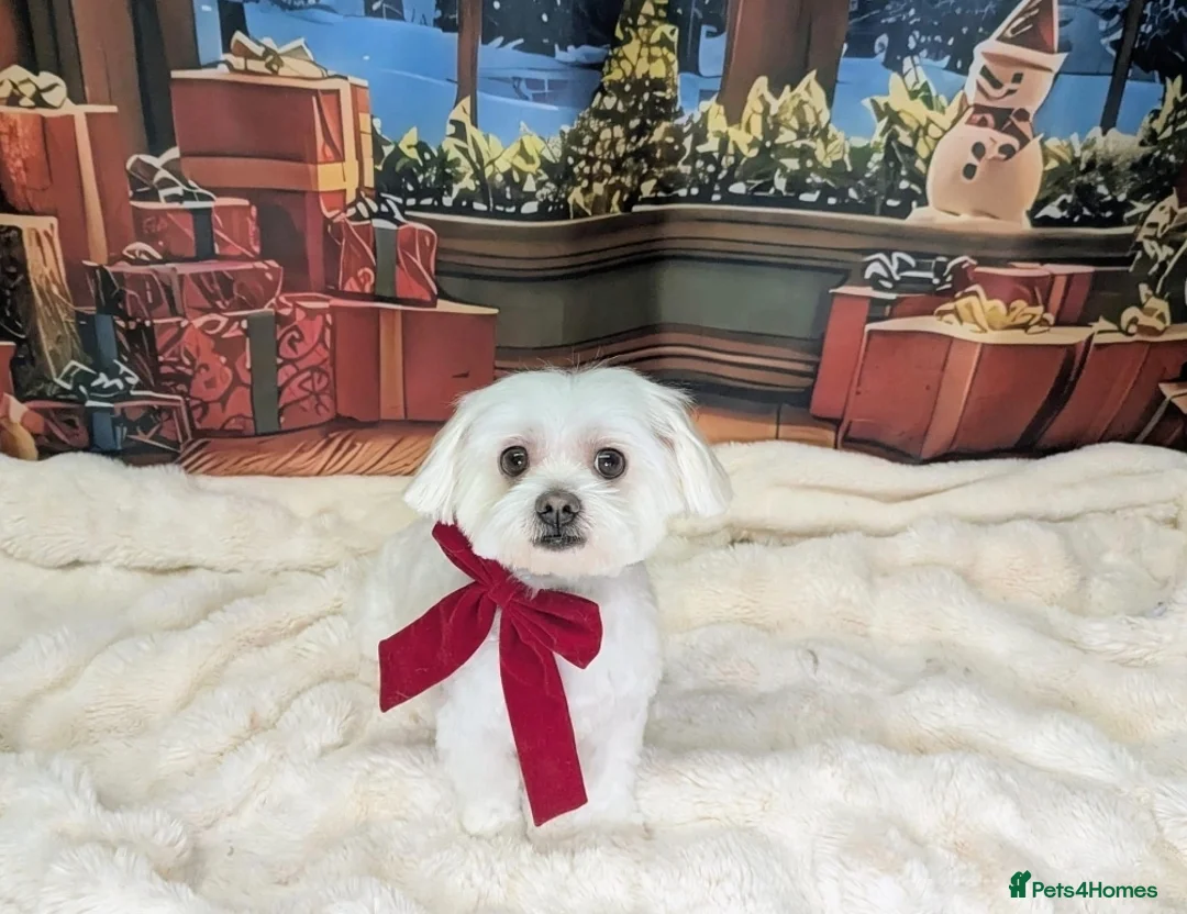 Maltese dogs for stud: Ralphy - Advert 1