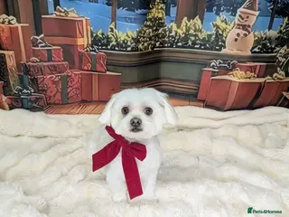 Maltese dogs Ralphy - Advert 2