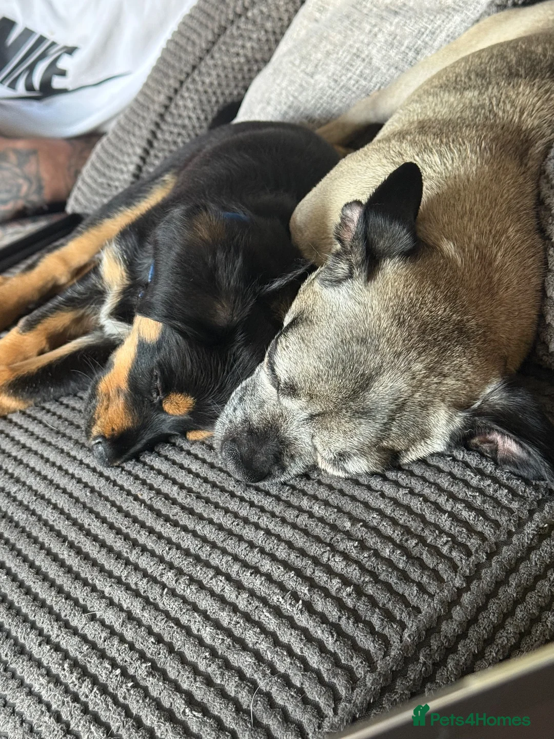 Mixed Breed dogs for sale: 3-Month-Old Puppy Looking for a Loving Home 🐾 in Preston - Advert 6
