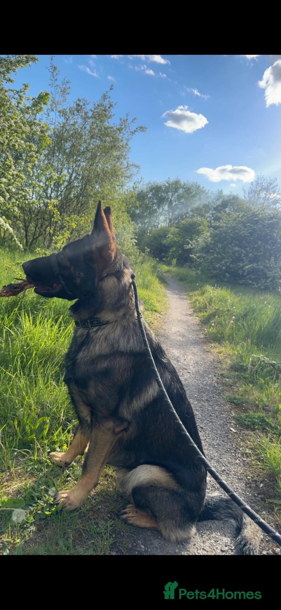 German Shepherd dogs for sale: Rex the German Shepherd  in Manchester - Advert 1