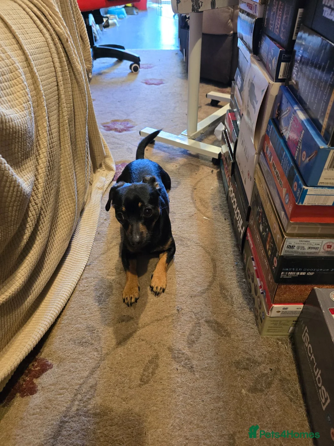Jack Russell dogs for stud: Miniature jack russell for stud £200 in Rotherham - Advert 1