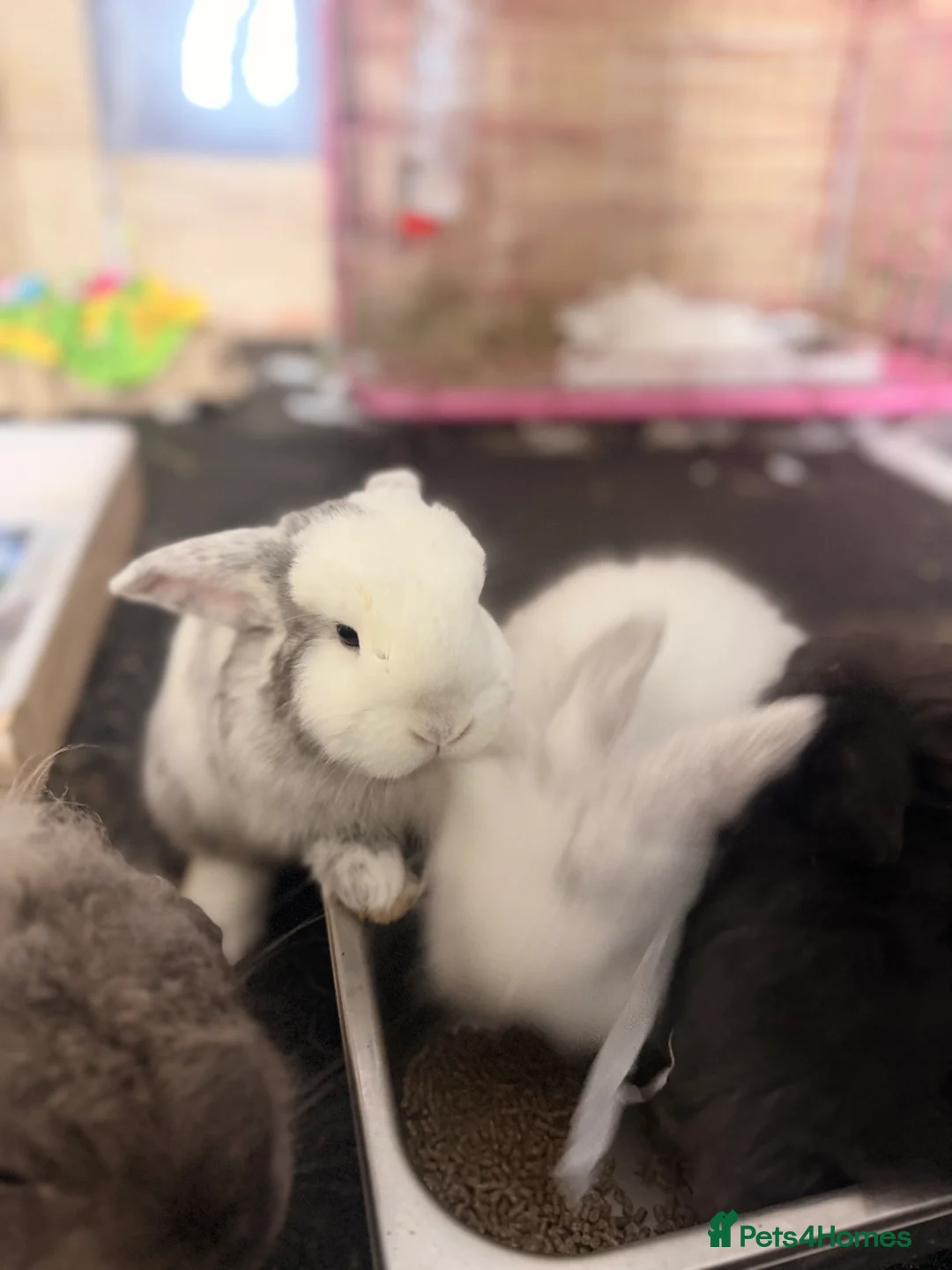 Mini Lion Lop rabbits for sale: Mini Lop/Lion head x2  - Advert 1