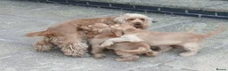Cocker Spaniel dogs for sale: Show Type cocker puppies - Advert 8