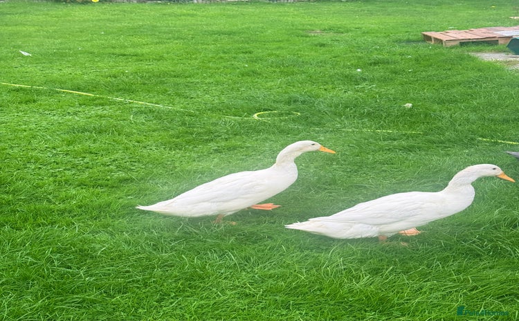 Ducks poultry - Advert 7