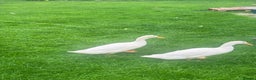 Ducks poultry for sale: Young Indian runner drakes (white) - Advert 1