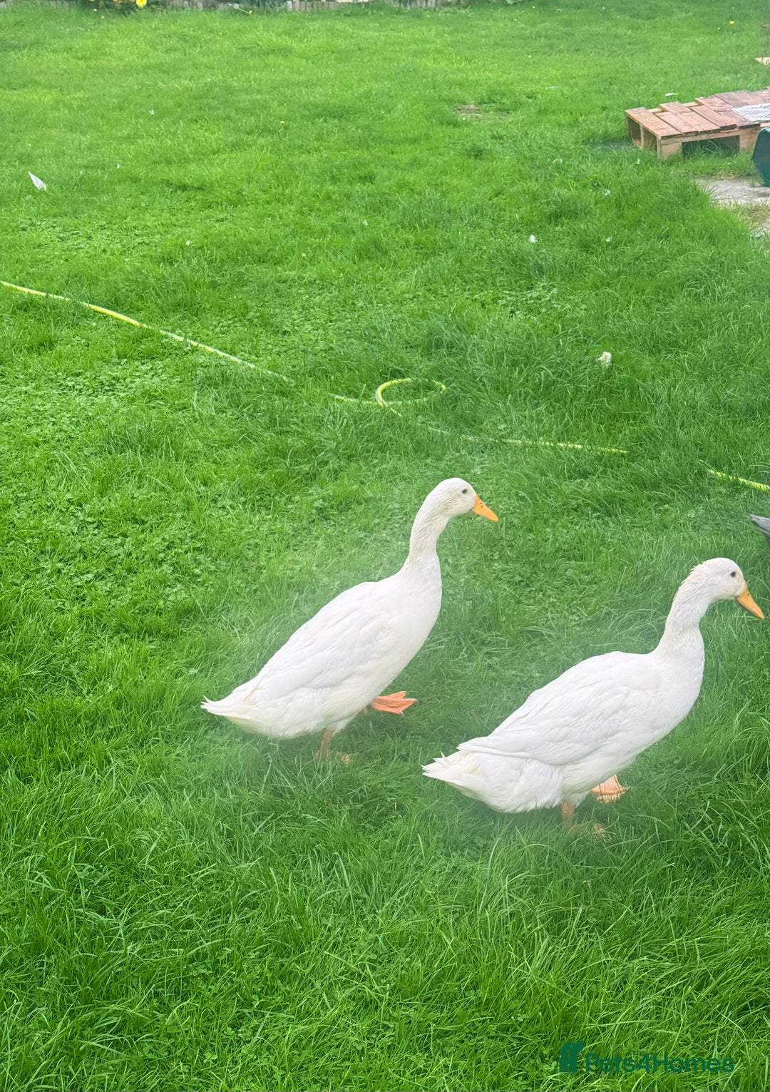 Ducks poultry for sale: Young Indian runner drakes (white) - Image 1