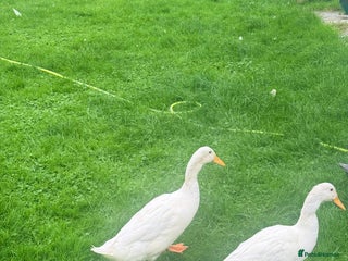 Ducks poultry - Advert 3