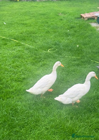 Ducks poultry - Advert 2