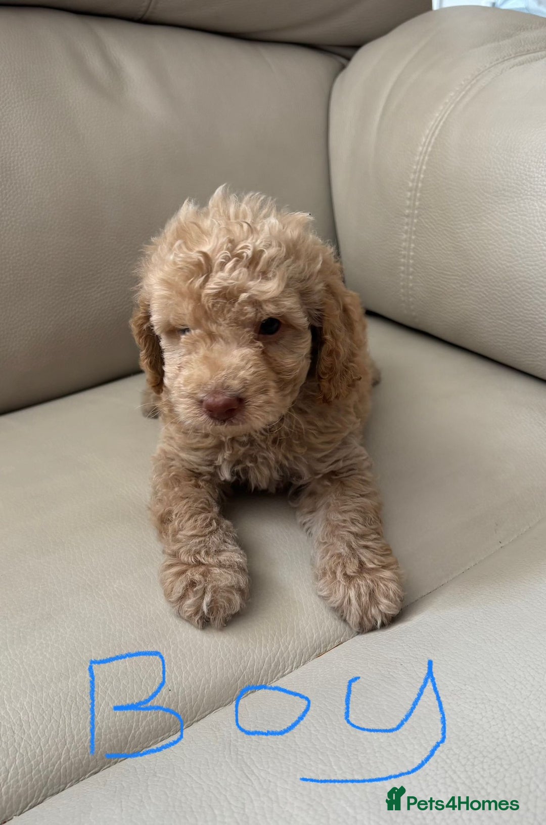 Toy Poodle dogs for sale: Toy poodles puppies - Image 5