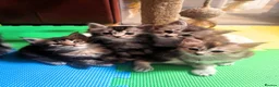 Maine Coon cats for sale: Beautiful Maine coon kittens  - Advert 1
