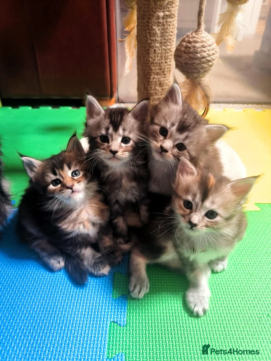Maine Coon cats for sale: Beautiful Maine coon kittens  - Advert 1