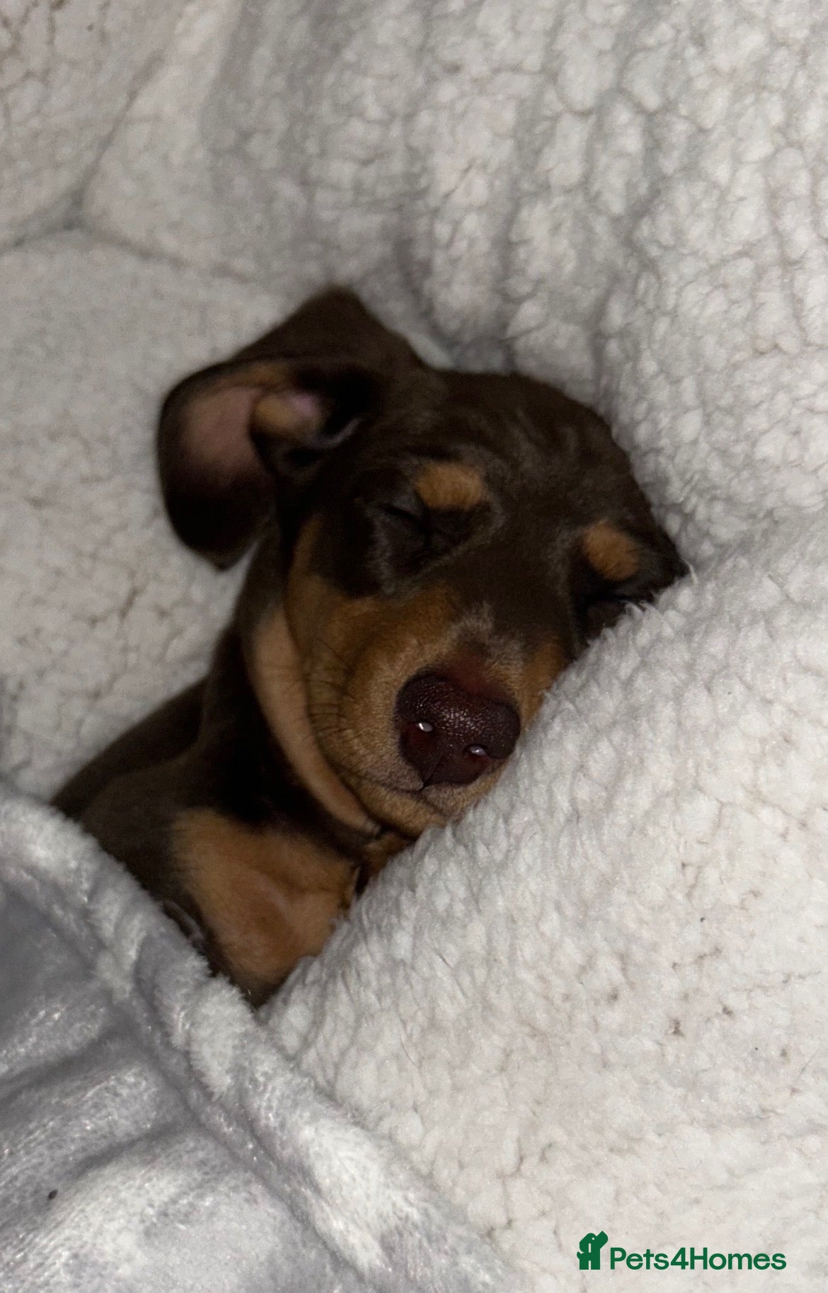 Miniature Dachshund dogs Chocolate and tan Miniature Dachshund  - Advert 1