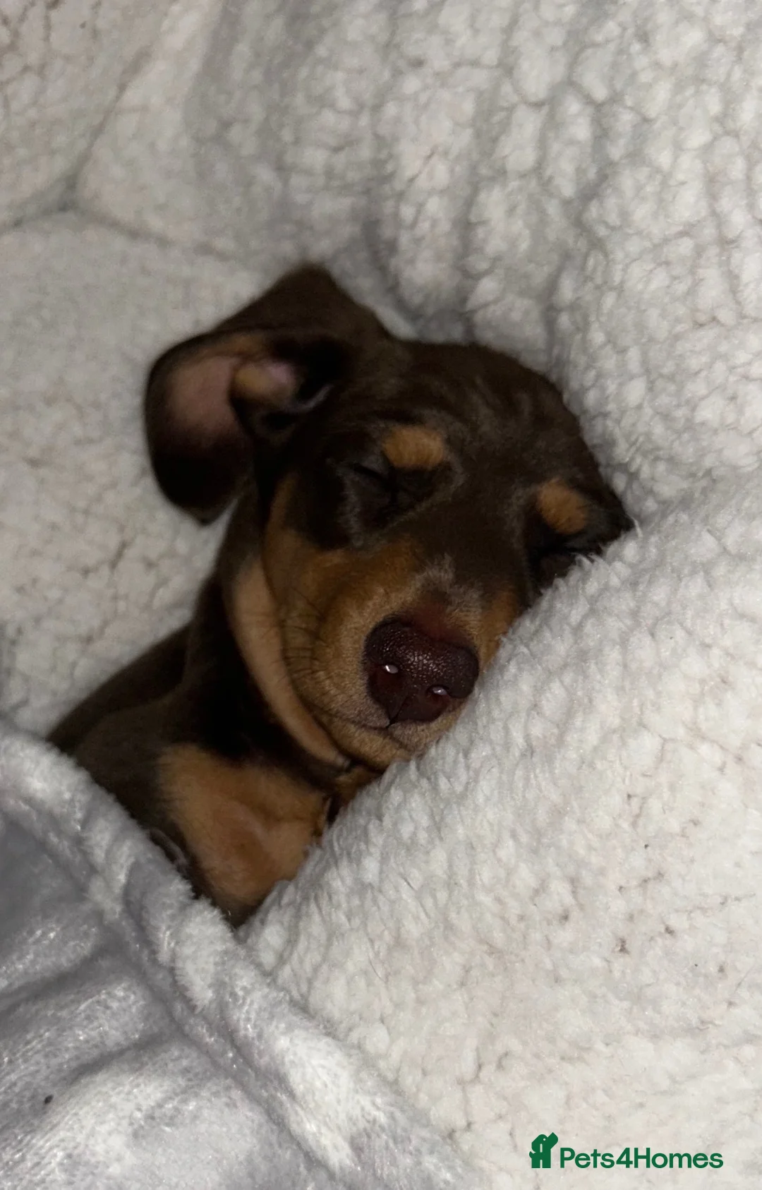 Miniature Dachshund dogs for sale: Chocolate and tan Miniature Dachshund  - Advert 1