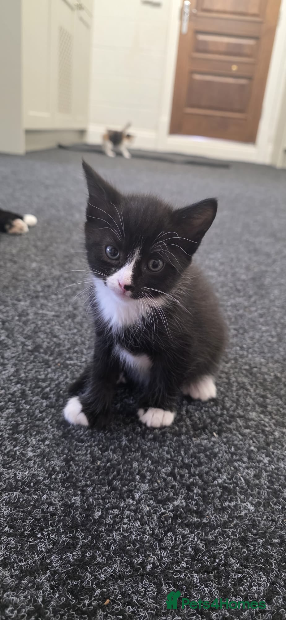 Domestic Shorthair cats for sale: 5 stunning black, ginger and white kittens - Advert 25