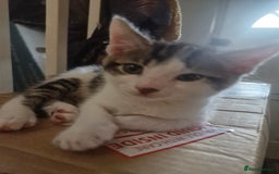 Mixed Breed cats for sale: 2 boys and girls for sale - Image 7