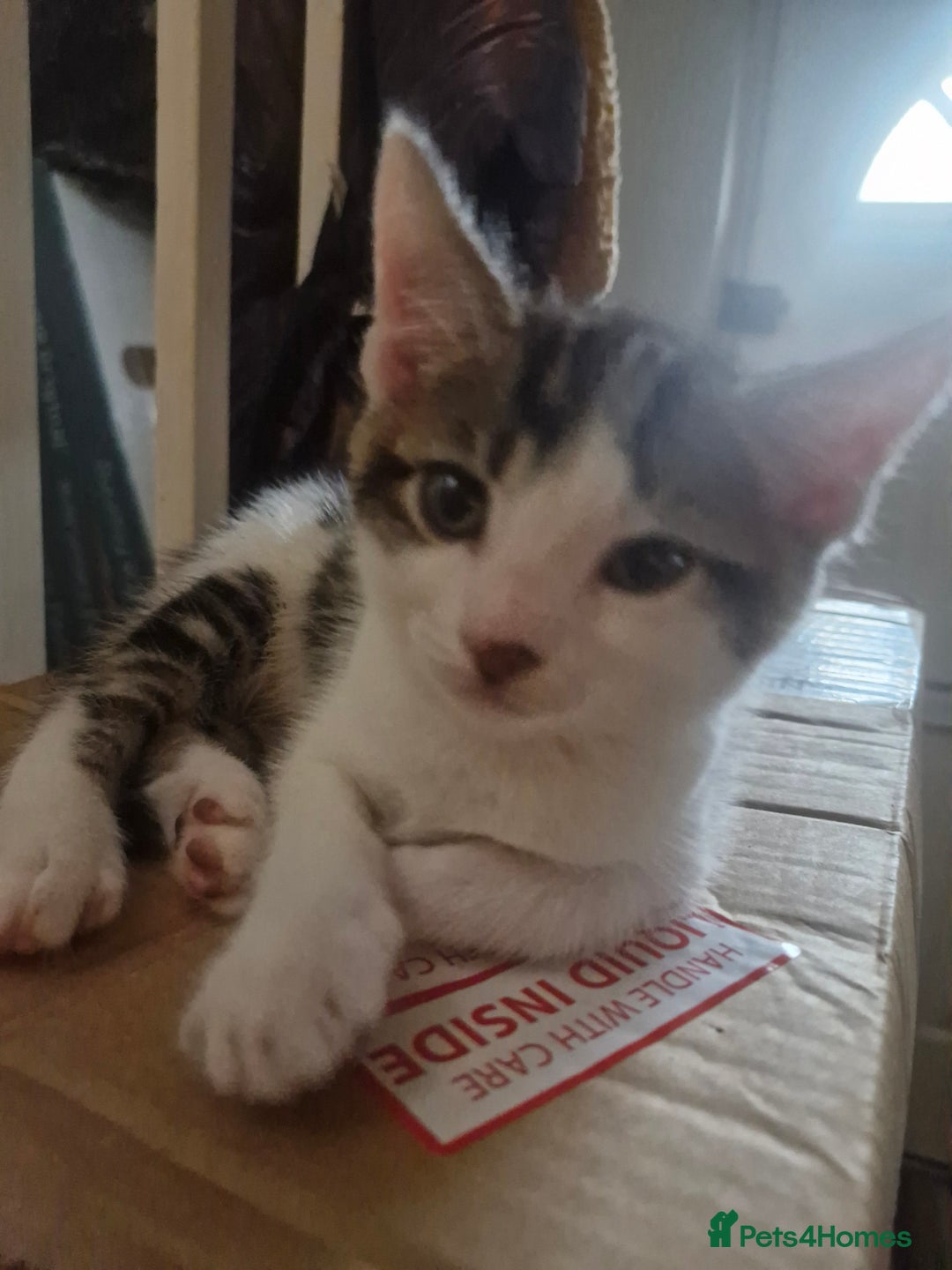 Mixed Breed cats for sale: 2 boys and girls for sale - Image 7