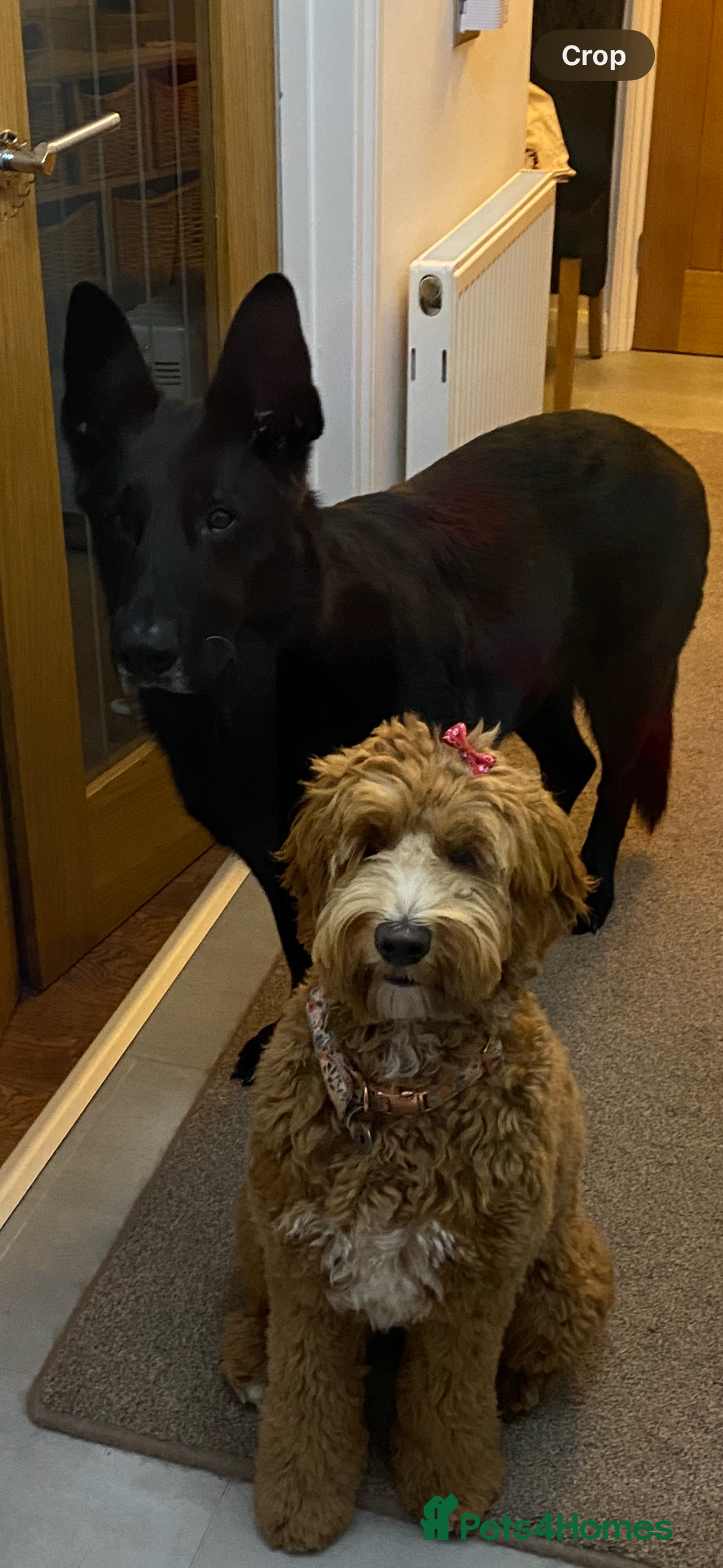 Australian Labradoodle dogs for sale: Pure Australian Labradoodle Puppies ready 30/09/25 - Image 6