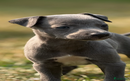 Whippet dogs for sale: Whippet puppies  - Image 11