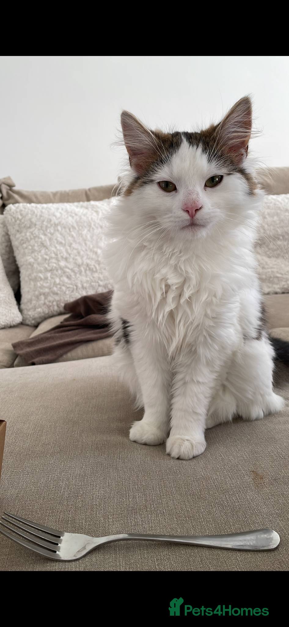 Norwegian Forest Cat cats Marley  - Advert 3