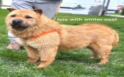 Mixed Breed dogs for adoption: 🐾 Izzy – the snuggle bear with a golden heart 🐾 - Image 8