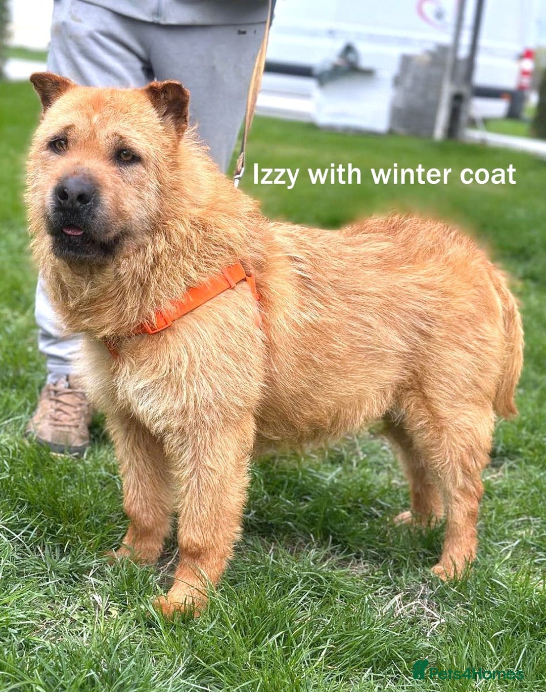 Mixed Breed dogs for adoption: 🐾 Izzy – the snuggle bear with a golden heart 🐾 - Image 8