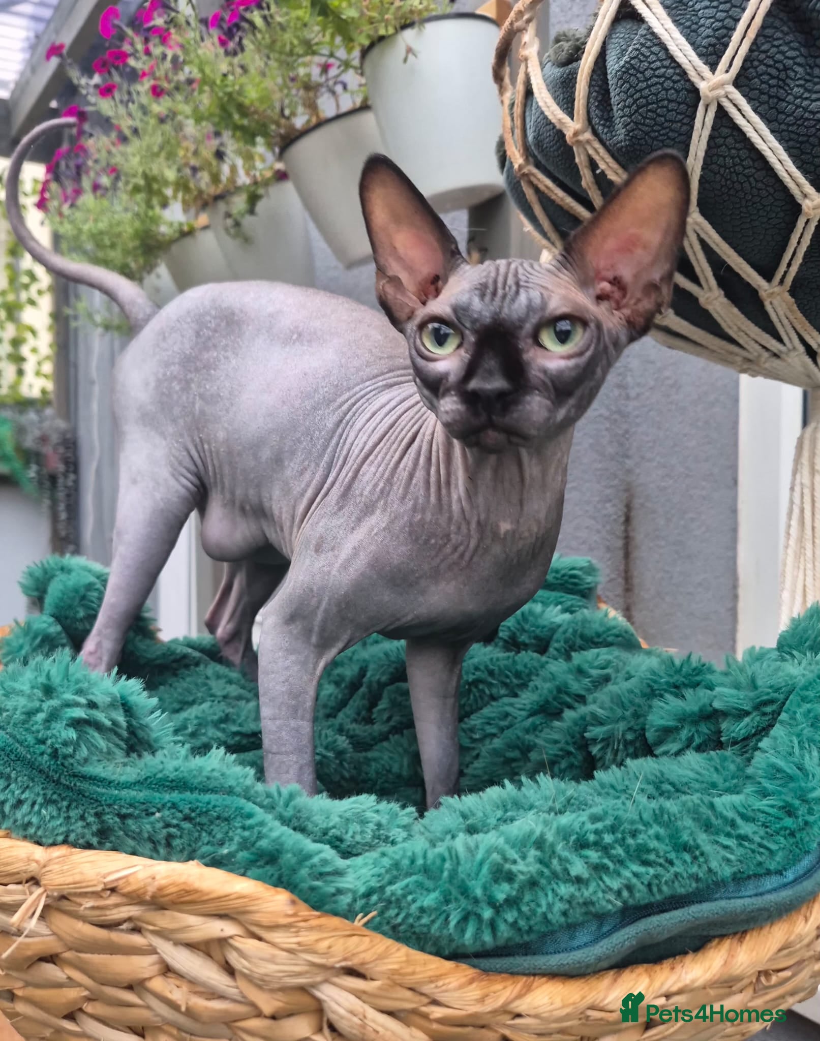 Sphynx cats Sphynx /Elf kittens Ready Now - Advert 2