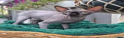 Sphynx cats for sale: Sphynx /Elf kittens Ready Now - Advert 3