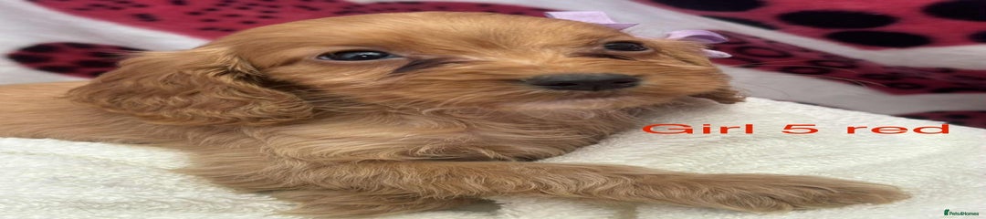 Cockapoo Puppy 5