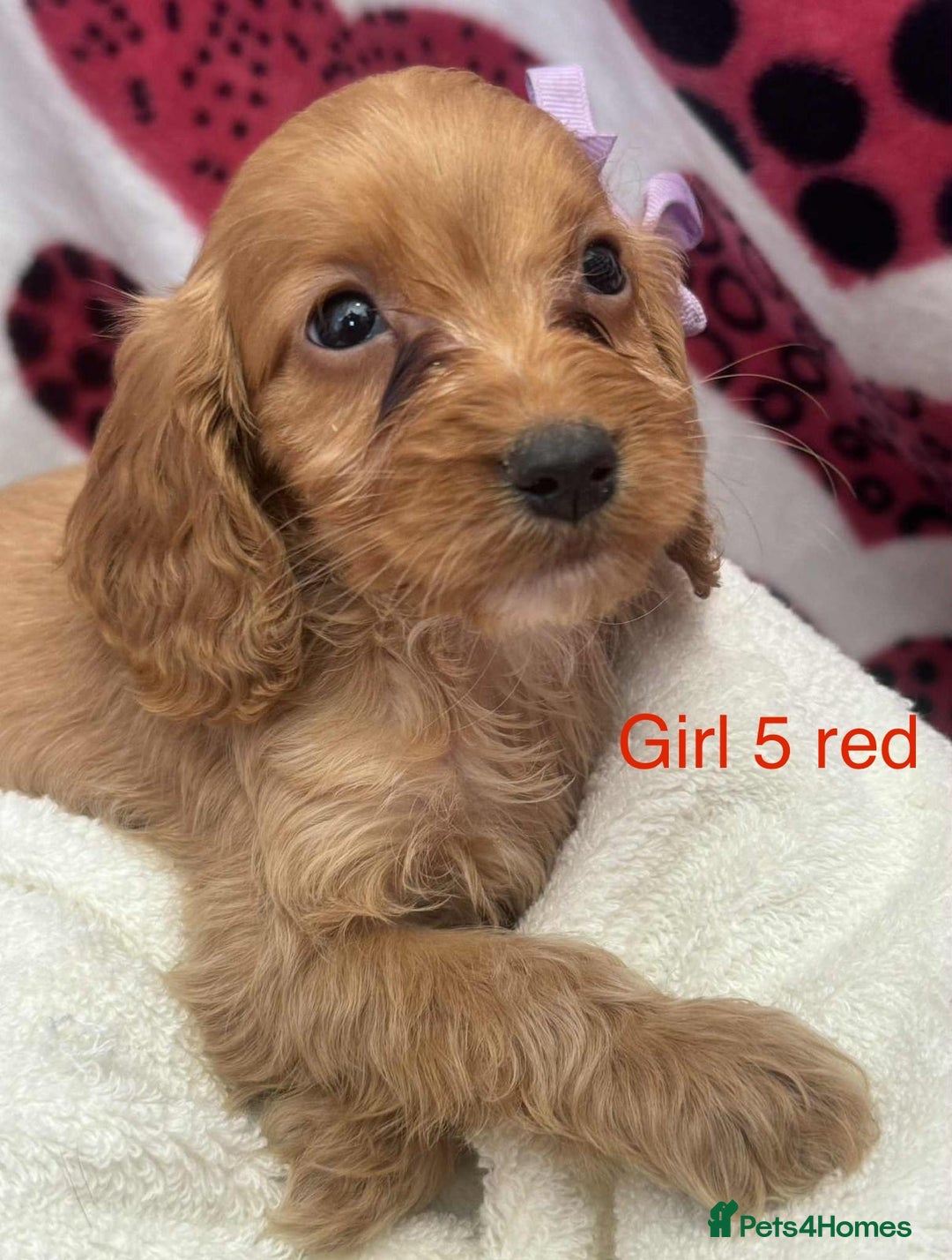 Cockapoo dogs for sale: Cockerpoo puppies - Image 5