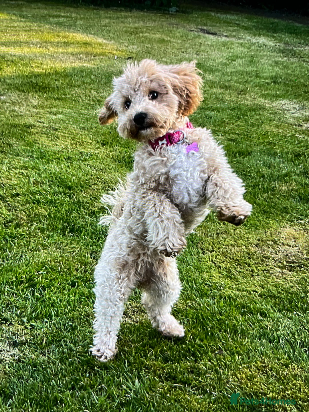 Poochon dogs for sale: Beautiful Poochon puppies - Image 5