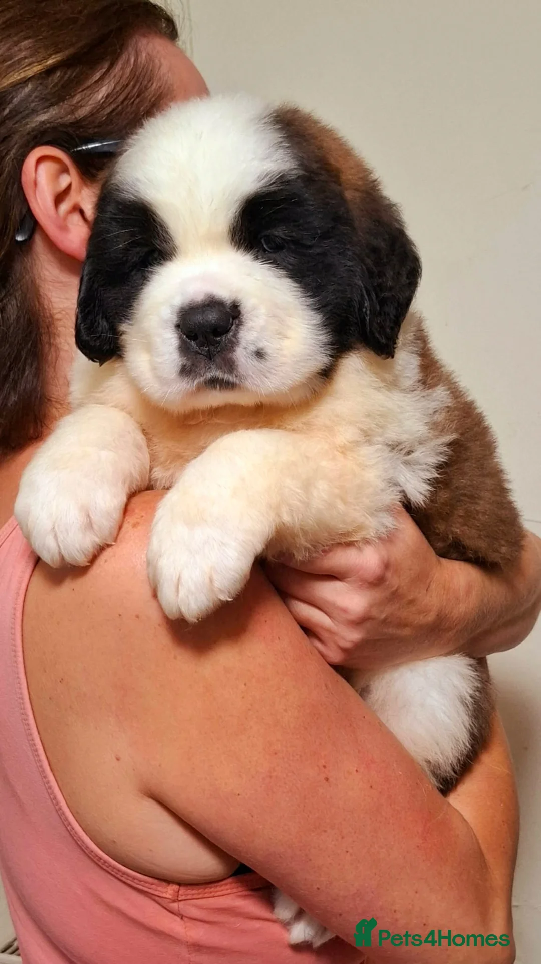 Saint Bernard dogs for sale: Stunning Saint Bernard Puppies in Jedburgh - Advert 2