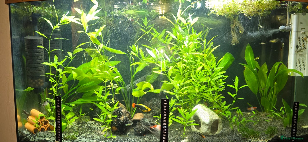 Live Bearers fish for sale: Tropical fish for sale 6 for £10 in Prescot - Image 28
