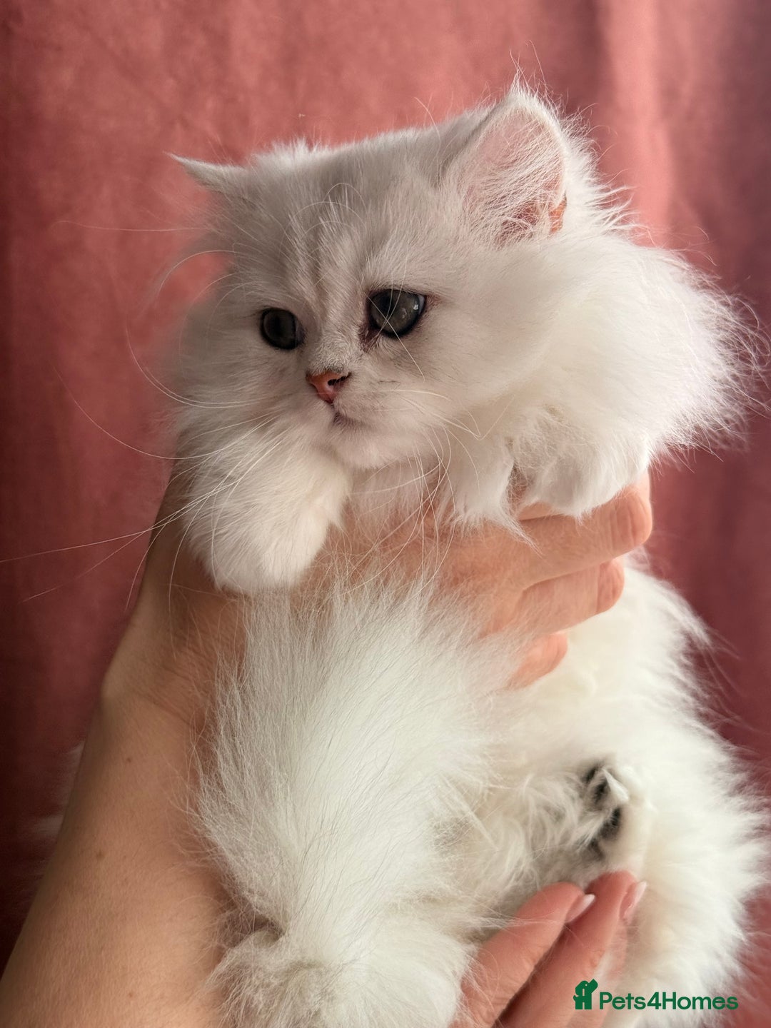 British Shorthair cats for sale: Two stunning sisters READY NOW - Image 10