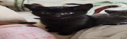 British Shorthair cats for sale: KITTENS ready to leave.  - Advert 6
