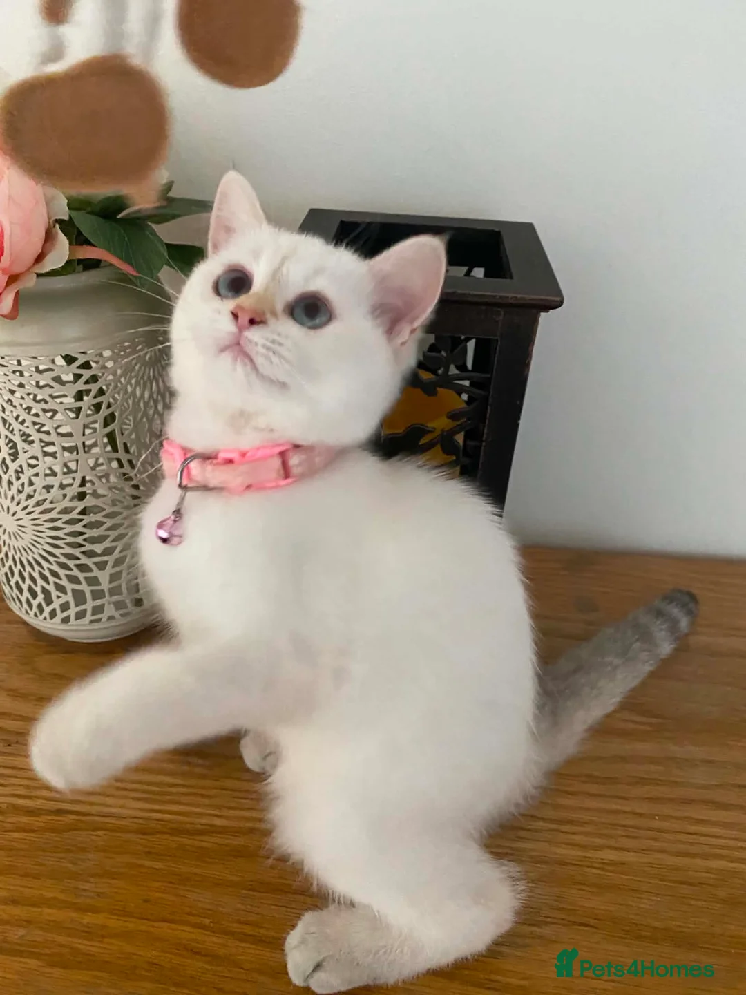 British Shorthair cats for sale: British shorthair kittens  - Advert 2