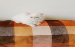 Persian cats for sale: Pedigree exotic long haired  kittens - Image 9
